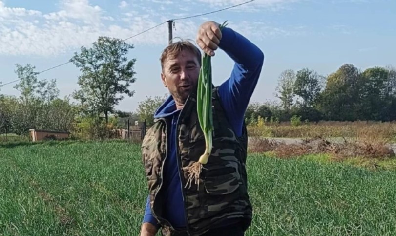 Zeleni se njiva: U jesen kod Dalibora “na divlje” nikao mladi luk