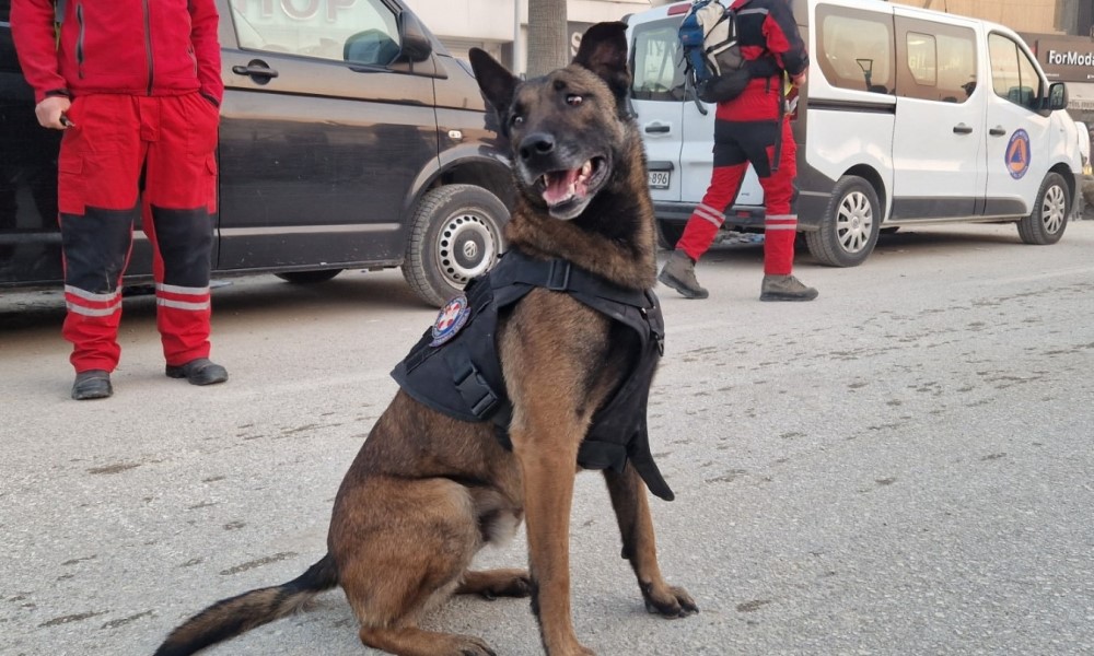 Tabaković otvoreno o psima iz BiH: U Turskoj smo heroji, a kod kuće poniženi