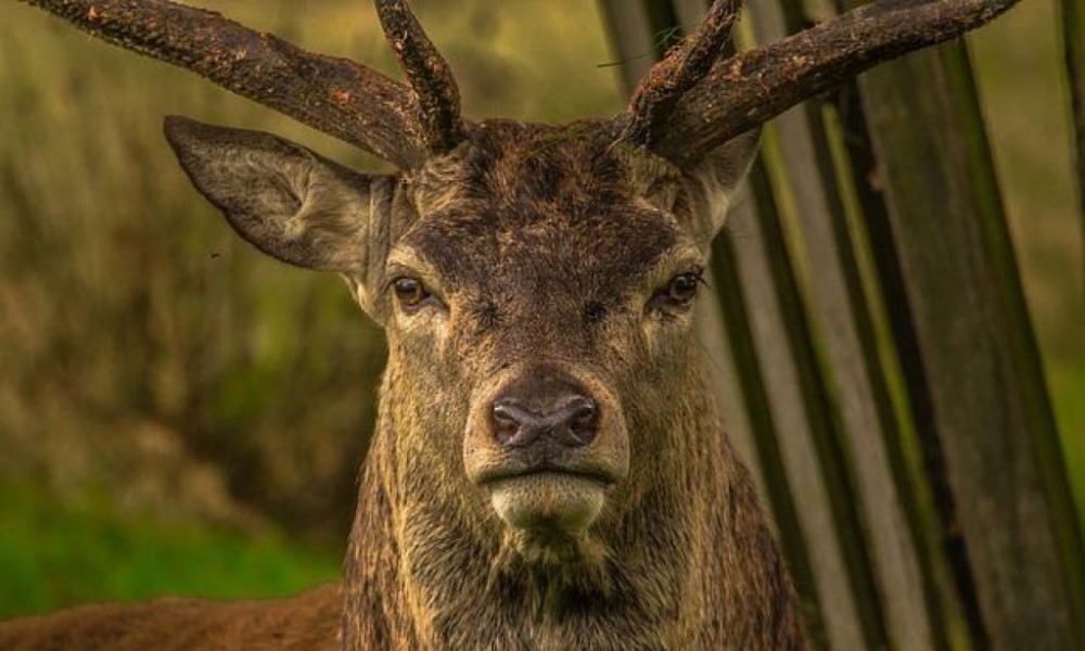 Nisu preživjeli srčane udare: Lovci preminuli tokom lova na jelene