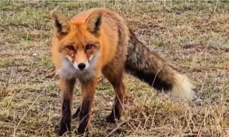 Nesvakidašnje putovanje: Lisica teretnim brodom stigla u Njujork