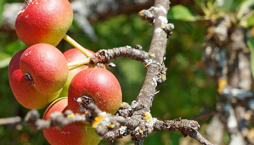 Nekada je bila hrana i lijek: Zaboravljena voćka osvanula na pijaci