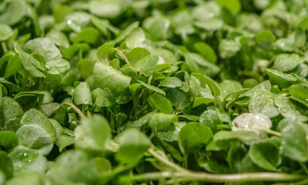 Ova biljka raste svuda oko nas: Pravi je lijek za pluća, grlo i zubobolju