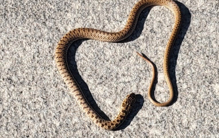 Ne gledajte ako imate slab želudac: Snimak zmije nakon obroka šokirao mreže VIDEO