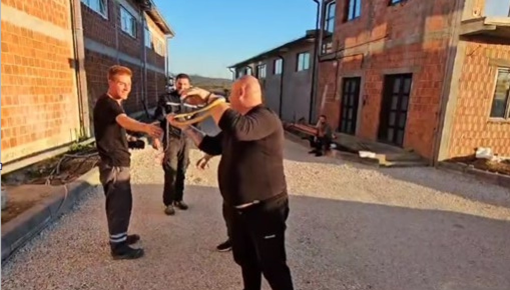 Vladica ponovo u akciji: Izvukao iz česme zmiju dugu skoro dva metra VIDEO