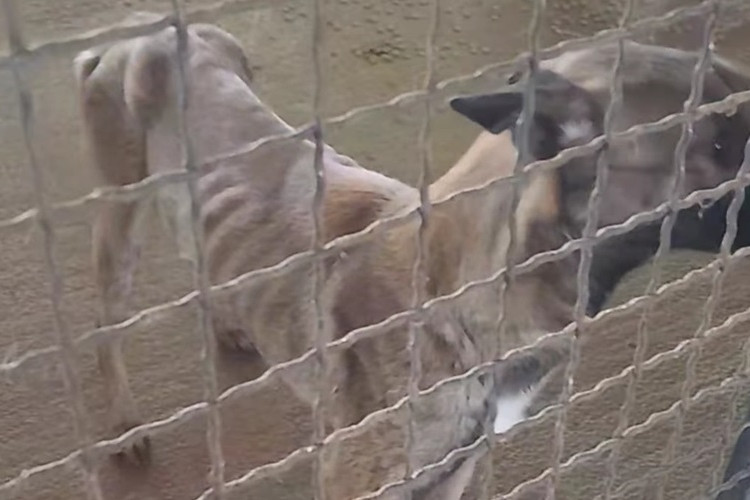 Psi umiru od gladi: Alarmantno stanje u azilu na Manjači VIDEO