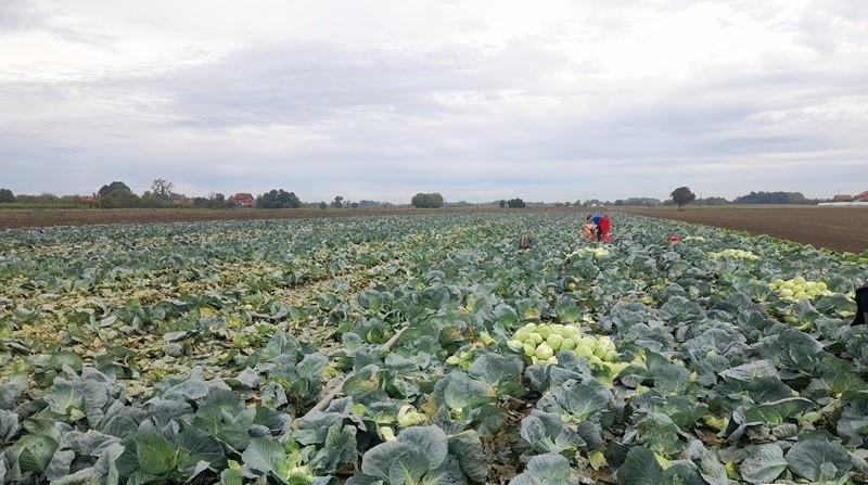 Semberska porodica proizvela 26 tona kupusa: Svi kojim je skupo neka vide pošto su cigare