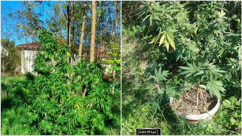 Akcija policije: Na imanju muškarca s nanogicom nađena droga