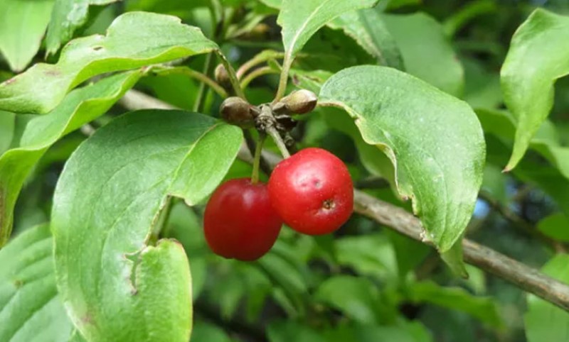 Ne kaže se džabe “zdrav, kao dren”: Ovo potcenjeno voće je riznica vitamina i minerala