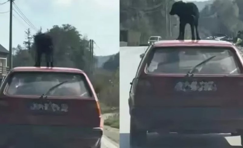Samo u BiH! Vozio psa na krovu “golfa”, društvene mreže “osule paljbu” VIDEO