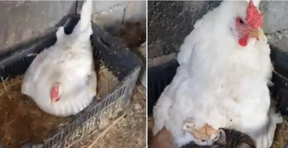 Hit snimak: Došao po jaja, pa ga šokirala kokoš VIDEO