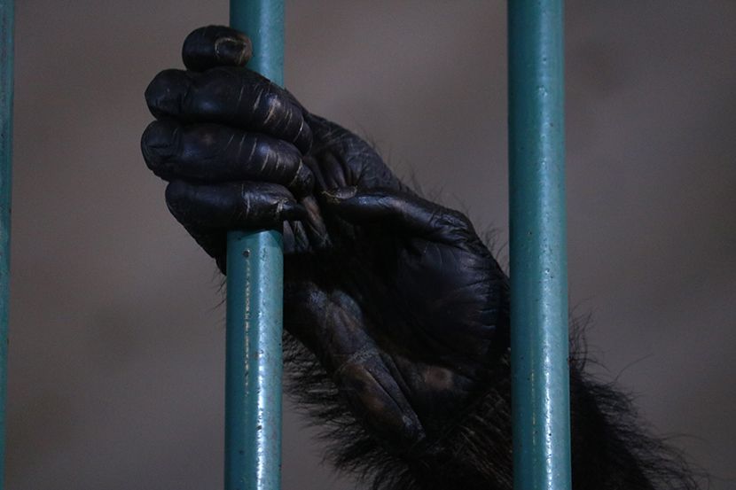 Misterija mrtvih majmuna u zoo-vrtu upalila sve alarme: Osoblje uplašeno, ustanova se zatvara