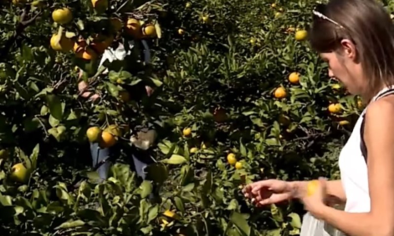 Nadmašena očekivanja: Poljoprivrednici našli novi način zarade, novac samo kapa VIDEO