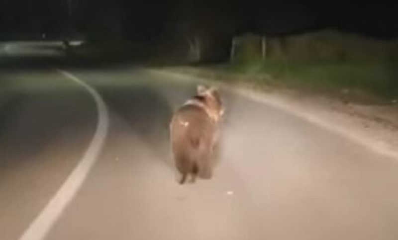 Vozači u šoku: Nestašni medvjed napravio pometnju na putu Kotor Varoš – Teslić (VIDEO)