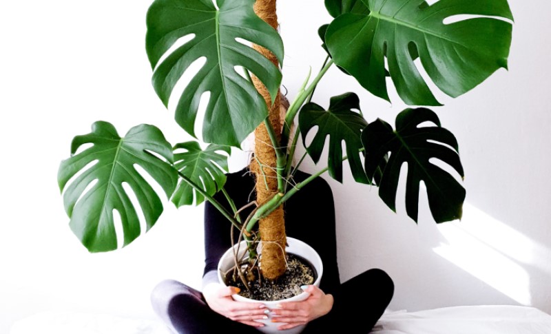 Ukoliko imate – ovu biljku odmah izbacite iz kuće: Donosi lošu sreću i negativnu energiju