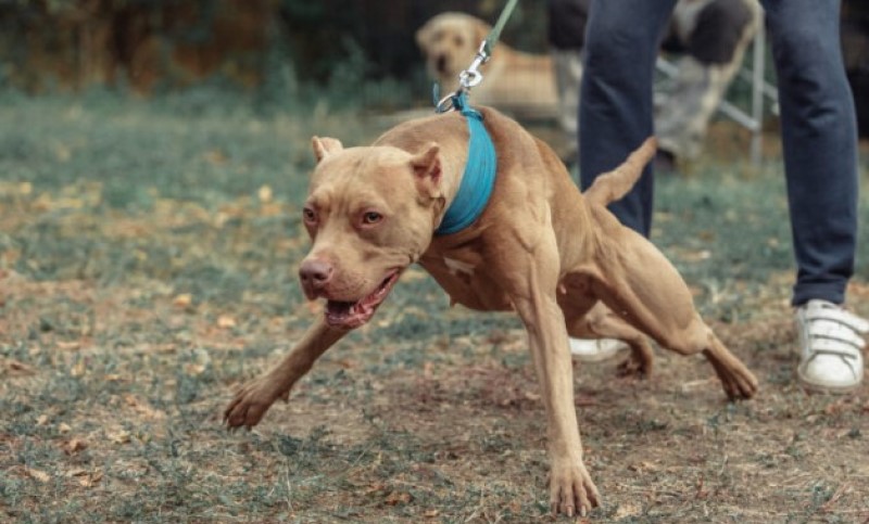 Drama kod škole: Razjaren pas napada djecu – oni vrište i bježe, a komšije trče sa motkama VIDEO