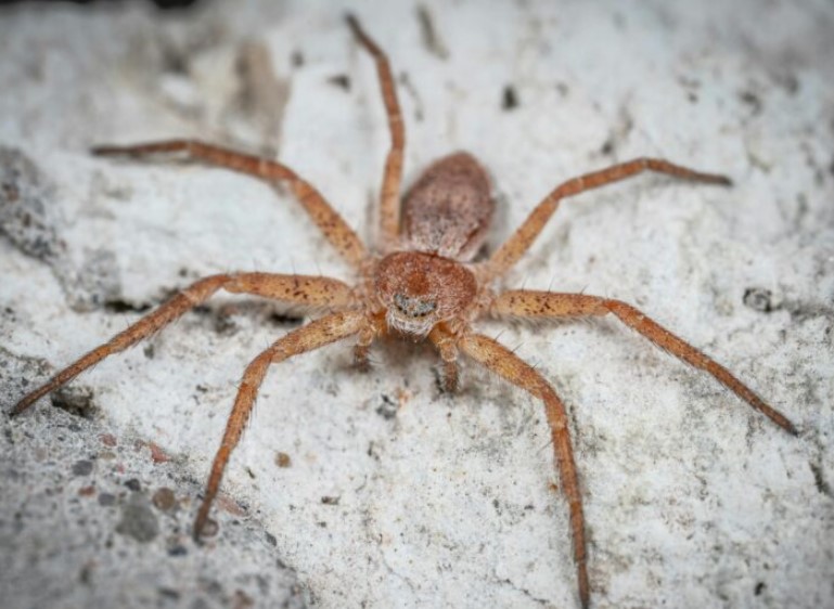 Paukovi umjesto keksa: Carinici na aerodromu ostali u šoku, evo šta su pronašli