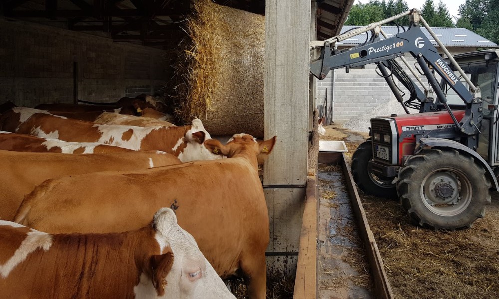 Cifre se mijenjaju svakodnevno: Varira cijena prasića, jegnjadi i teladi