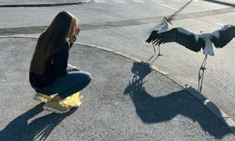 Dirljivo! Ranjena roda primijećena na Palama, djevojke joj pomogle i nazvale je Nada