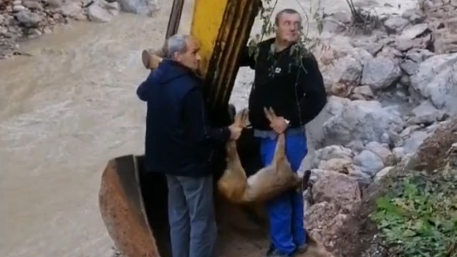 Radnici kod Buturović Polja iz korita rijeke spasili srnu: “Bila je preplašena” VIDEO