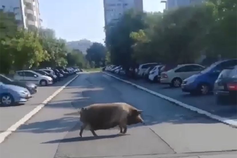 Odbjegla svinja trči gradom: Izašla nasred puta, pa zaustavila saobraćaj VIDEO