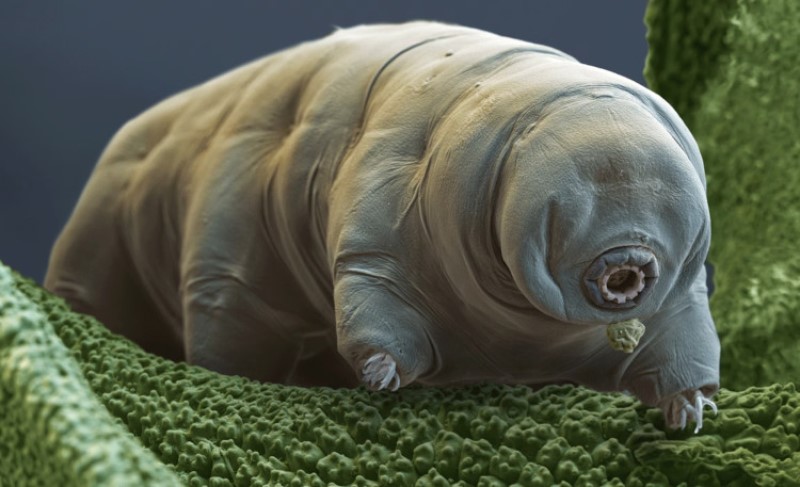 Poput malih medvjeda iz svemira: Naučnici zapanjeni bićem koje ima moć samoizlječenja