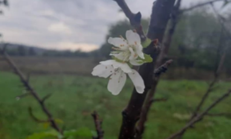 Kalendarski je uveliko jesen: Trešnja procvjetala kad joj vrijeme nije – evo šta to znači