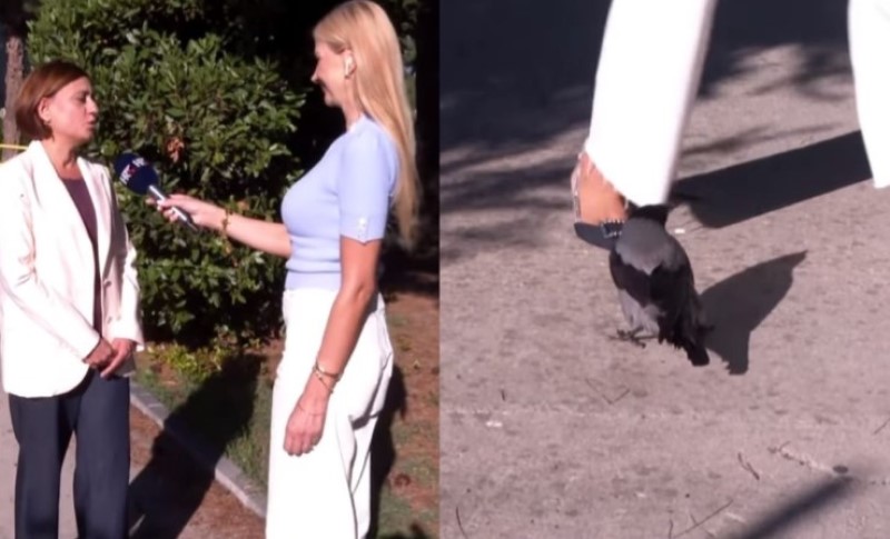 Cipelice privukle pažnju ptice: Reporterku napala vrana u emisiji uživo VIDEO