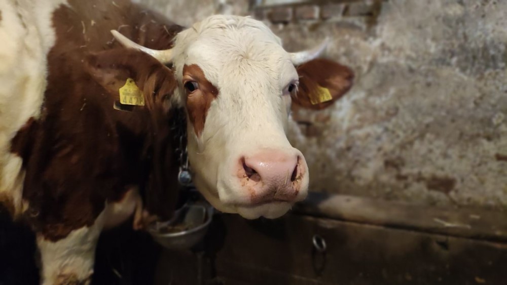 Antraks u Bosanskom Grahovu: Uginulo 10 goveda