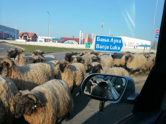 Kratka pauza u Trnu: Ovce blokirale saobraćaj u kružnom toku