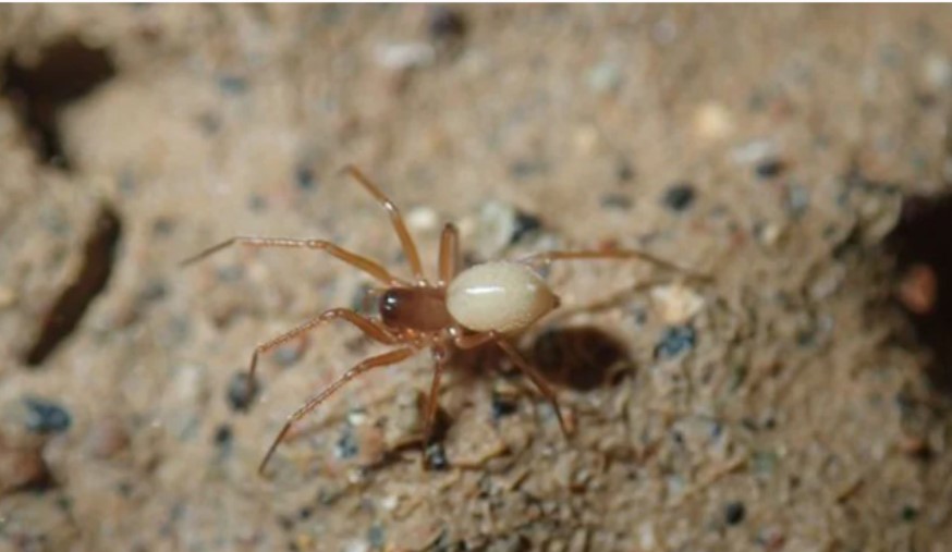 Senzacionalno otkriće: Na Ozrenu otkrivena nova vrsta pauka