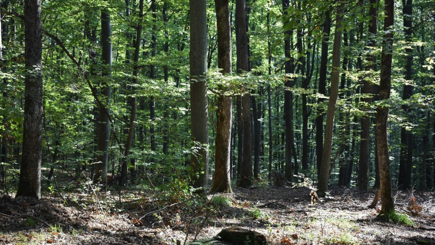 Svaki minut je kritičan: Baka (77) izgubljena u mraku šume, u toku velika potraga