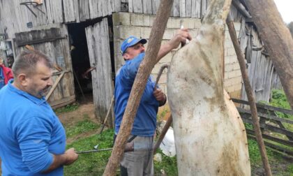 Kazne do 1.500 KM: Od sljedeće godine ni na krmokolj bez plaćanja doprinosa