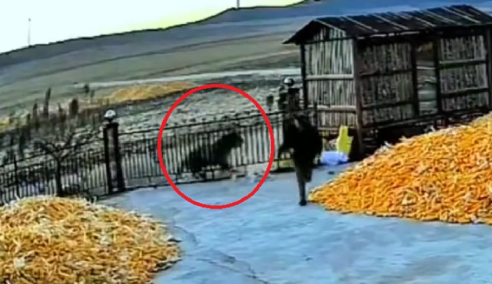 Tigar hara na sjeveru države: Već napao dva čovjeka VIDEO