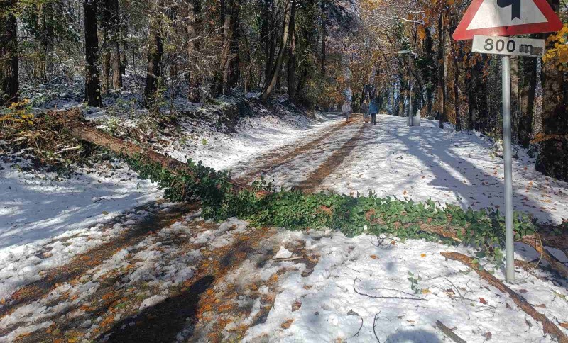 Drvo stalo na put šetačima: “Posljedice” prvog snijega osjetilo i banjalučko izletište