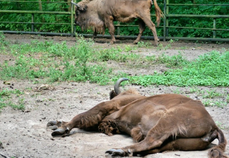 U bečkom zoološkom vrtu uginulo cijelo stado bizona: “Nažalost, imamo tužne vijesti”