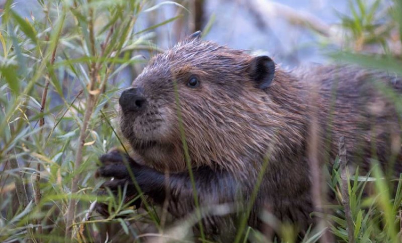 Najveći glodar na kontinentu: Dabrovi se vratili u Brisel nakon 200 dugih godina