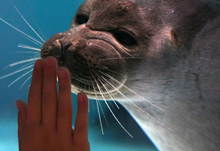 Naučnici objasnili zašto ujed foke može da bude fatalan