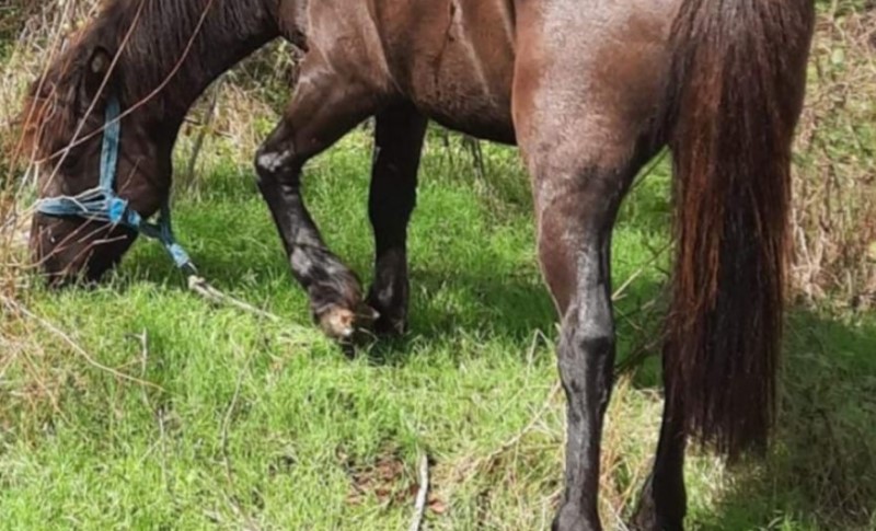 Šokantna priča iz komšiluka: Muškarac traži kobilu za snimanje filma za odrasle FOTO