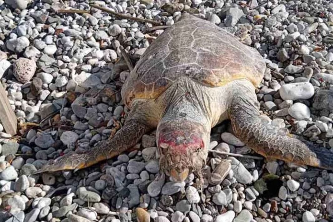 More na plažu u Baru izbacilo morsku kornjaču: Riječ je o jednoj od najugroženijih vrsta na planeti