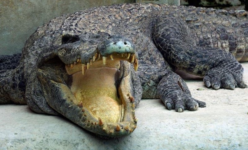 Uginuo najveći krokodil na svijetu: Kasijus imao više od 110 godina, a evo koliko je bio težak