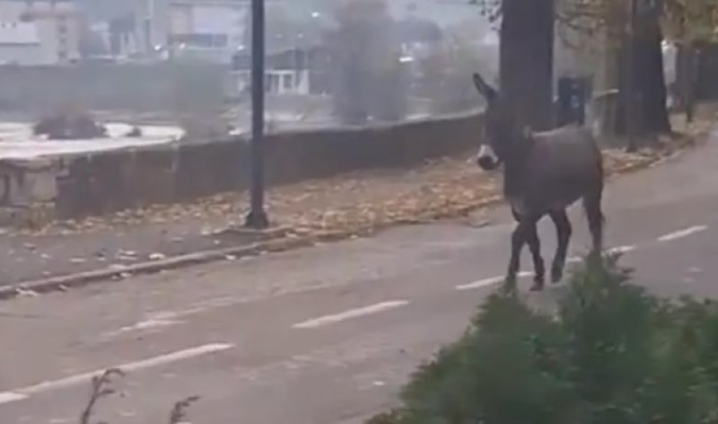 Urnebesan snimak: Građane zorom iznenadio magarac koji trči ulicama VIDEO