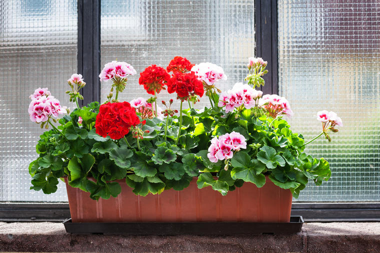 Sjajan trik: Kako da vam muškatle cvjetaju i tokom najvećih vrućina