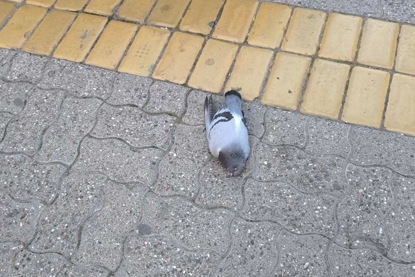 Ljudi očajni: Mrtve ptice “padaju sa neba”