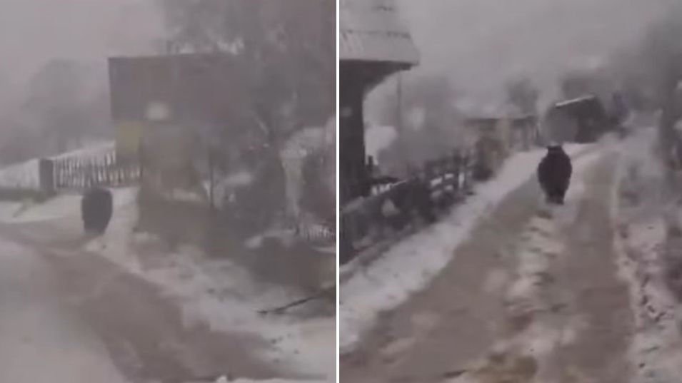 Ne spava zimski san: Snimljen medvjed kako trči oko kuća na Vlašiću VIDEO