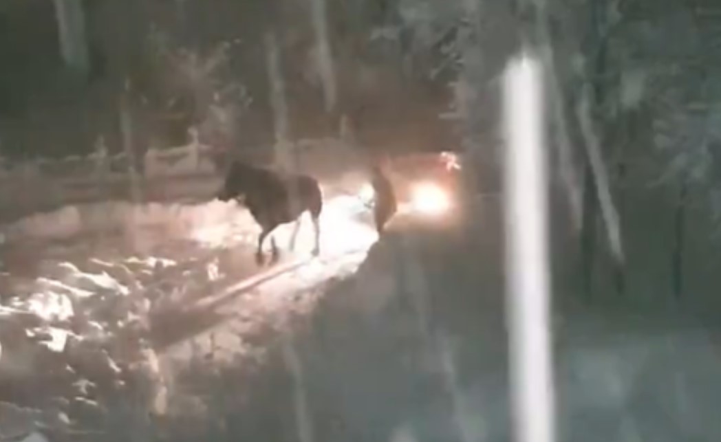 Kada mašine zakažu: Mještani uz pomoć konja izvlačili zaglavljene VIDEO