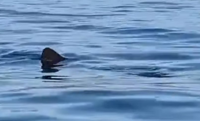 Uživa u sunčevim zracima: U Istri uz obalu snimljena ogromna ajkula VIDEO
