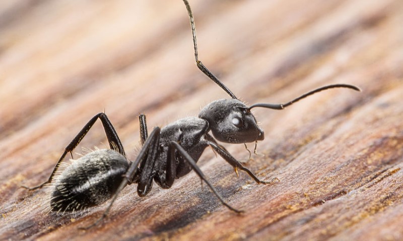 Naslovna slika br 52