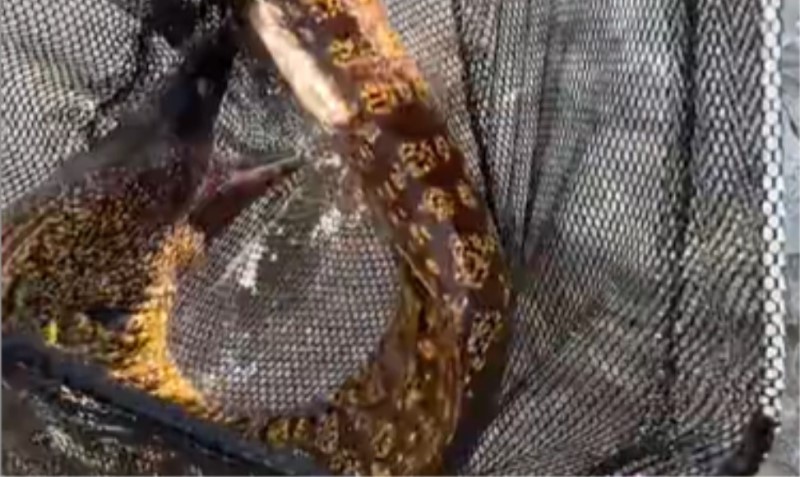 Veoma opasna za ljude: Bojan ulovio rijetku “zvijer” kod Budve VIDEO