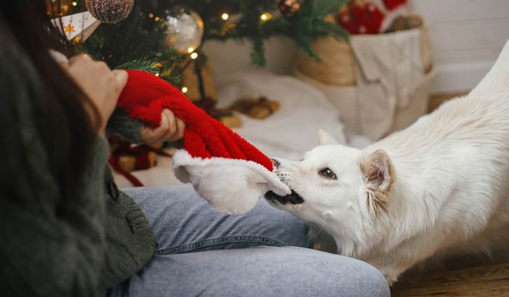 Spasite jelku za praznike: Evo šta da radite ako pas stalno grize ukrase
