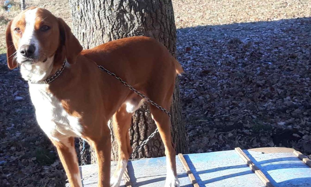 Prešao put od Drvara do Livna: Pas Simba se poslije 8 godina vratio vlasniku